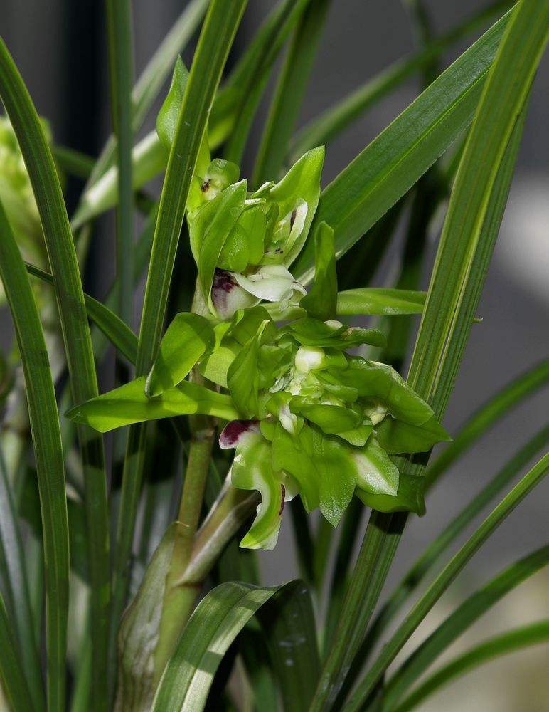 带浓郁香味的兰花,哪些兰花的香气很浓郁推荐几种