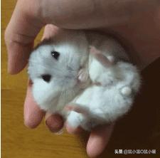 如何制服咬人的仓鼠,如何整治仓鼠咬人的毛病