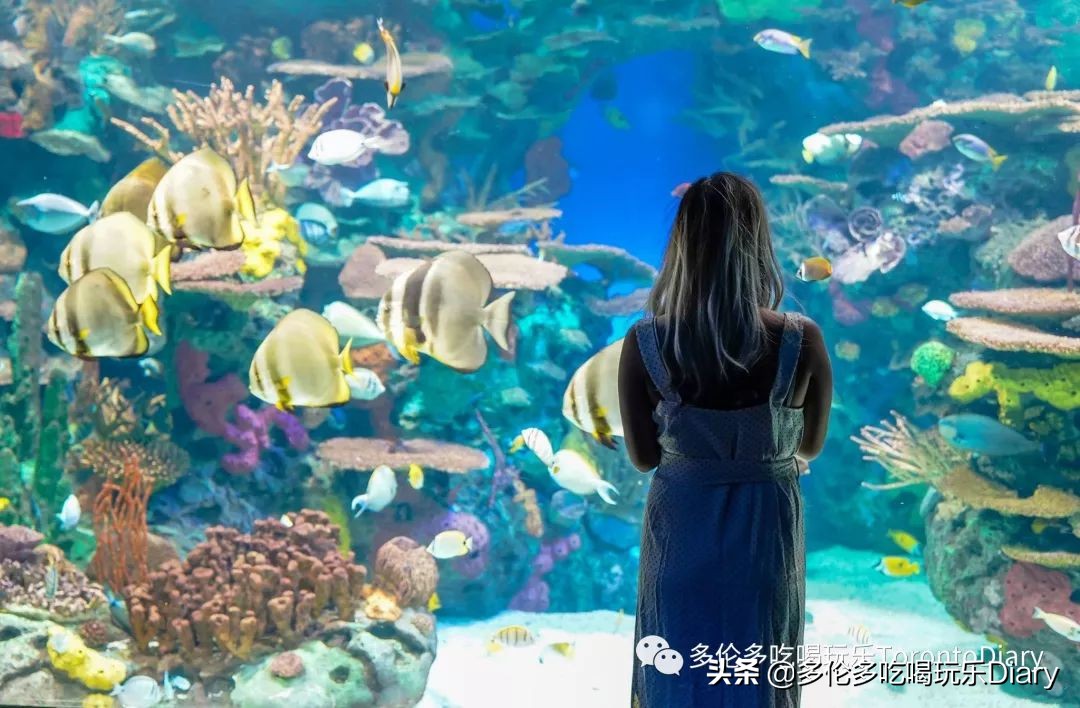 多伦多水族馆旅行,水族馆探索海洋世界的奇妙之旅
