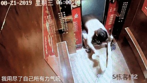 电梯里被拖行网红博主自曝遭家暴,电梯内被暴打的美妆博主