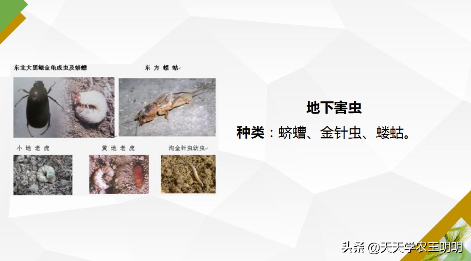 小麦主要虫害及防治方法思维导图,小麦虫害用什么药