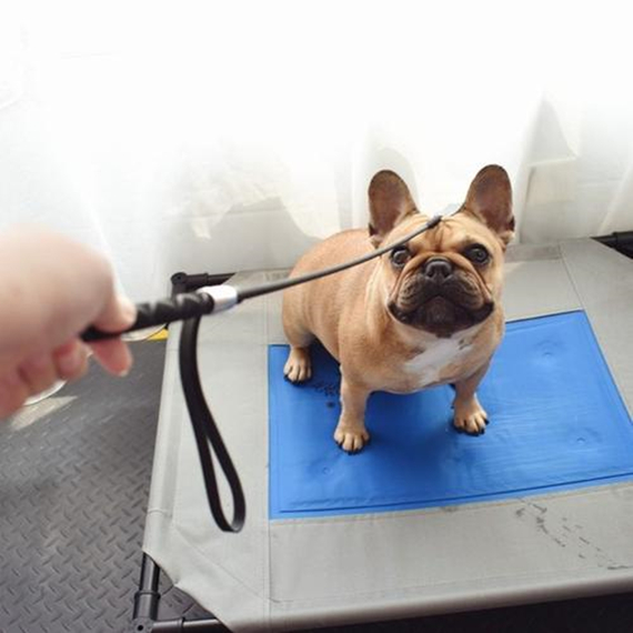 训犬师好做吗,训犬师多久能训好一只狗