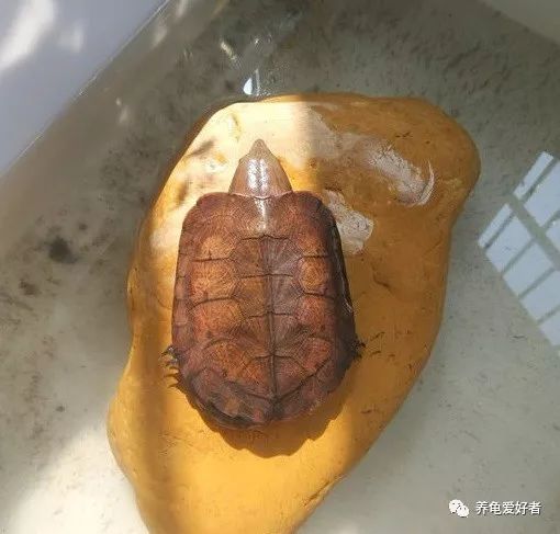 乌龟暴毙的几个原因,养了几年的乌龟突然死是什么原因