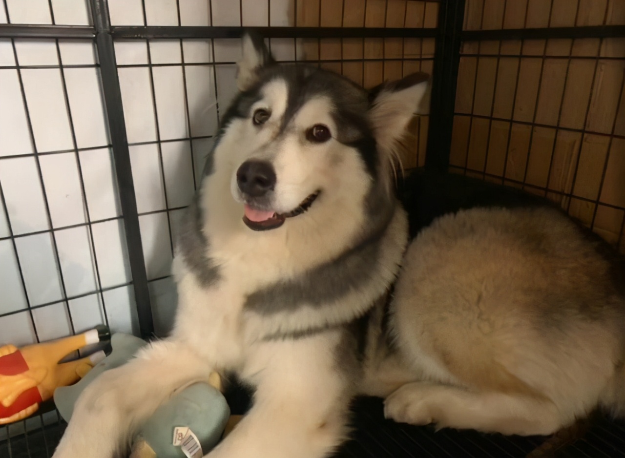 要不要让小狗生宝宝,该不该让狗生小孩