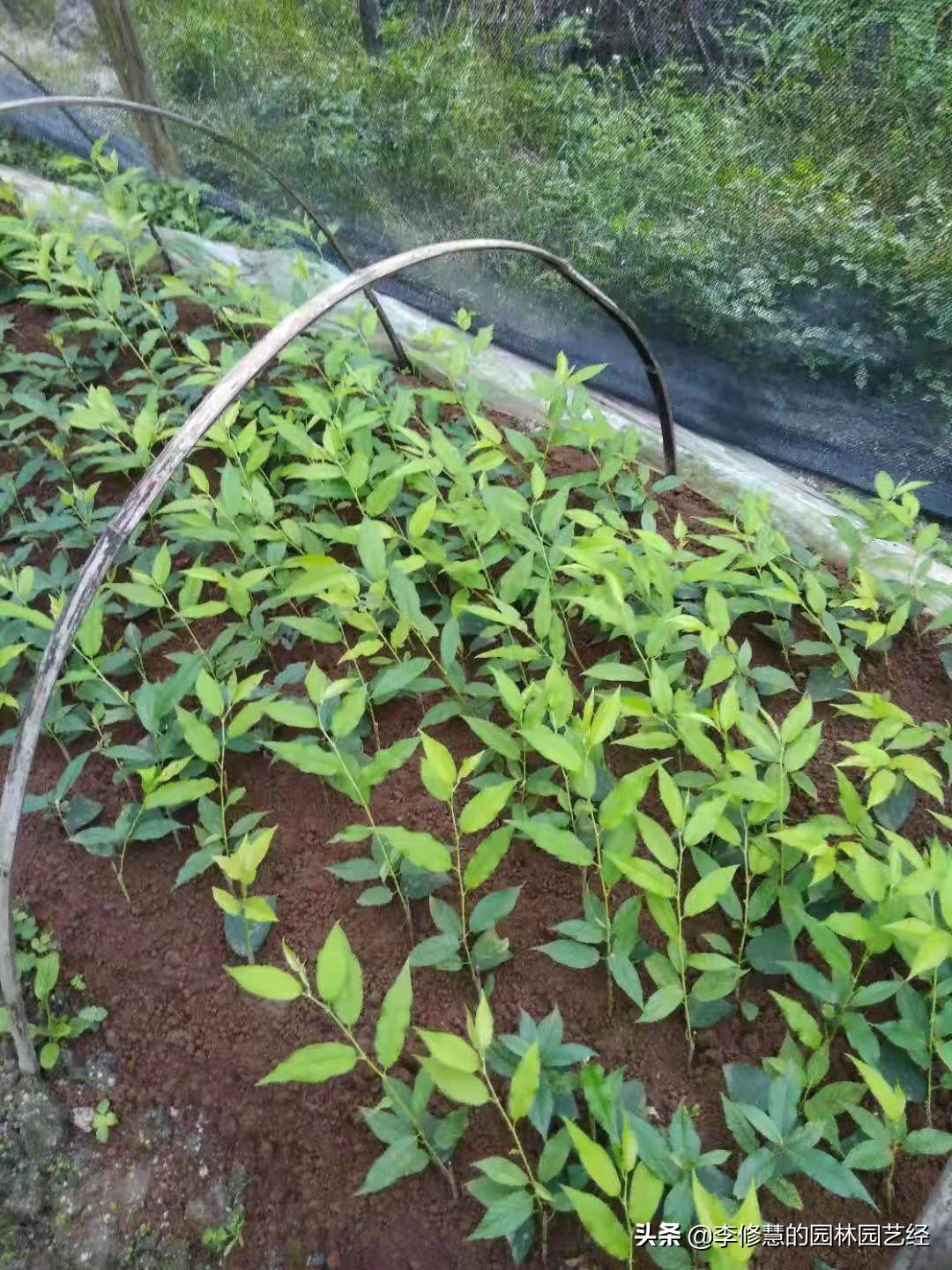 苗木种植后如何管理好种子,苗木栽培的正确顺序