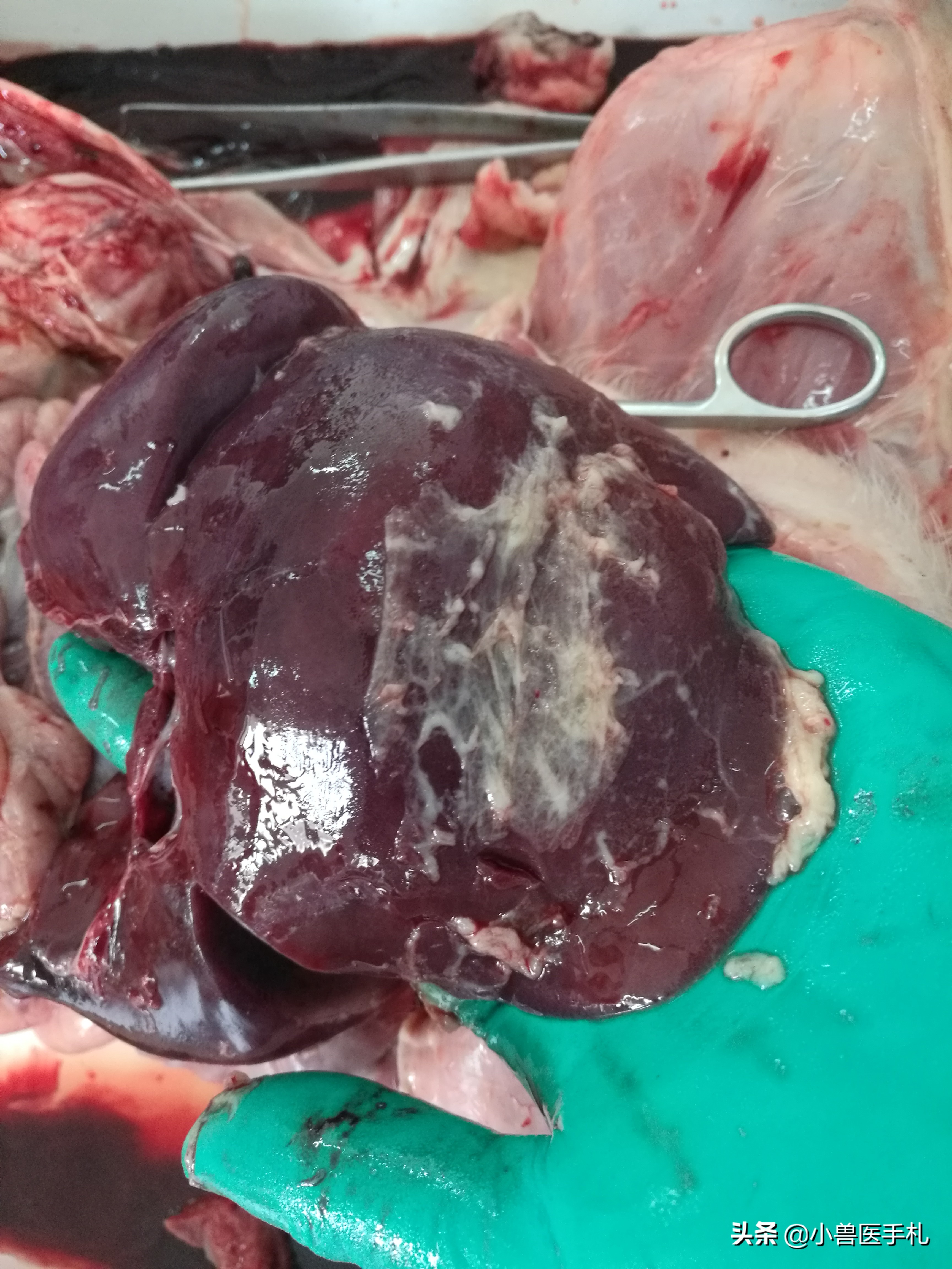 副猪嗜血杆菌病的pcr实验操作,猪沙门氏菌副伤寒