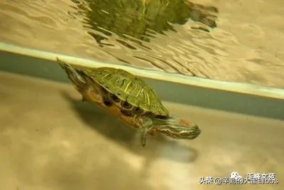 昆山市城北中心小学四(3)班陈佳辉郭洪瑞姚雨琪:习作三篇