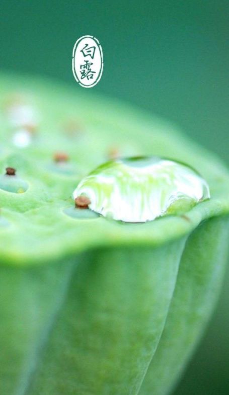 「诗词鉴赏」清风至，白露生，那些优美的白露诗词