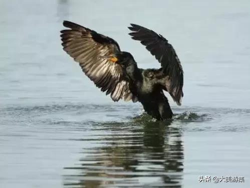 浍沟镇鸬鹚文化节,灵璧鸬鹚捕鱼节