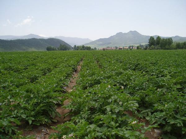 马铃薯种植面临的问题和风险,马铃薯低温种植危害