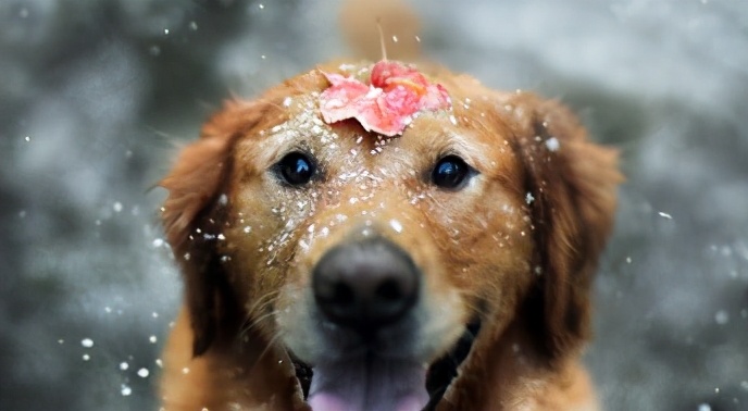 vscodebackground-cover插件怎么使用,vscode的commenttranslate插件怎么用