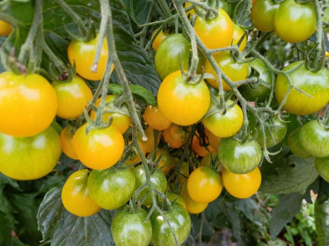 让番茄更快出汁水,让人回味无穷的人