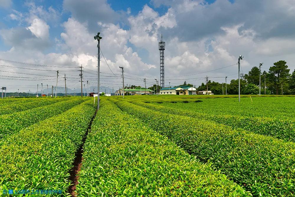 日本的茶博物馆,日本茶之都茶道体验