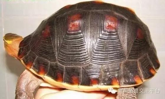 黄缘龟怕湿吗,黄缘龟和什么龟一起养