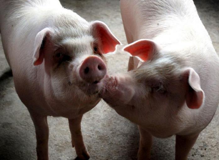 母猪配种20天排白东西咋回事？母猪配种后还流白色粘稠物正常吗？