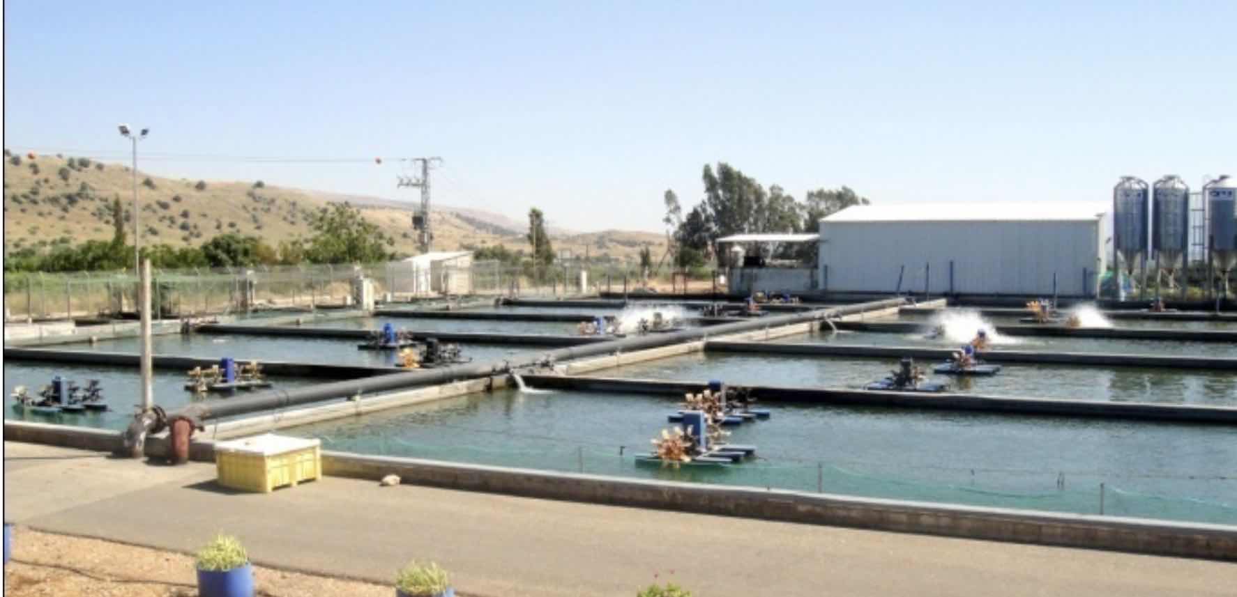 刘树明：绿水青山中的黑金——以色列鱼子酱