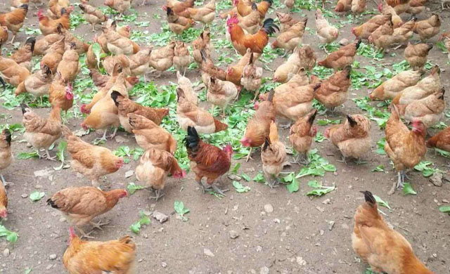 鸡肿头肿脸防治方案,鸡肿脸病的治疗方法