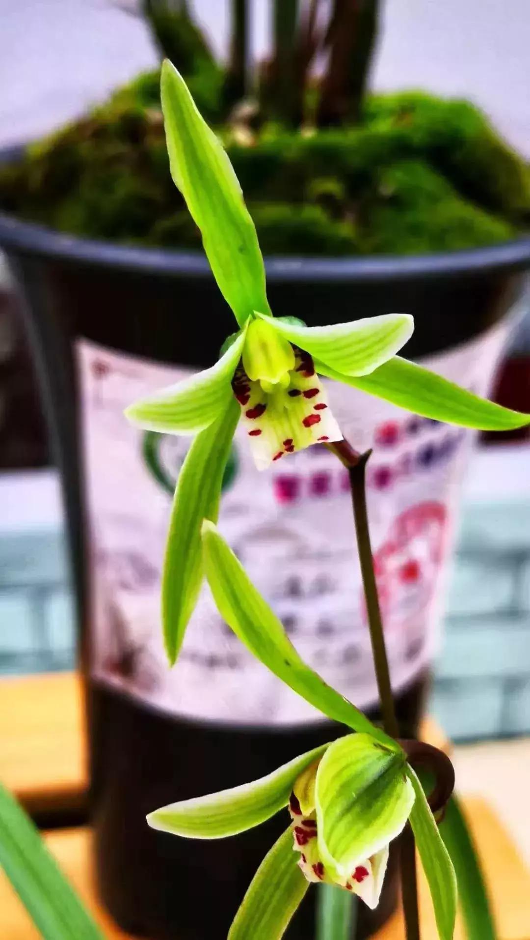 精品寒兰展,福建连城寒兰节