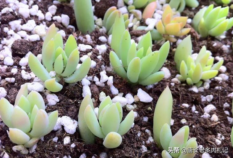 多肉千佛手叶插,多肉千佛手幼苗如何养殖