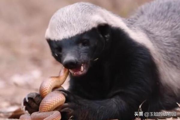 平头哥和蛇獴为什么不怕蛇毒,蛇獴vs平头哥吃蛇哪个厉害