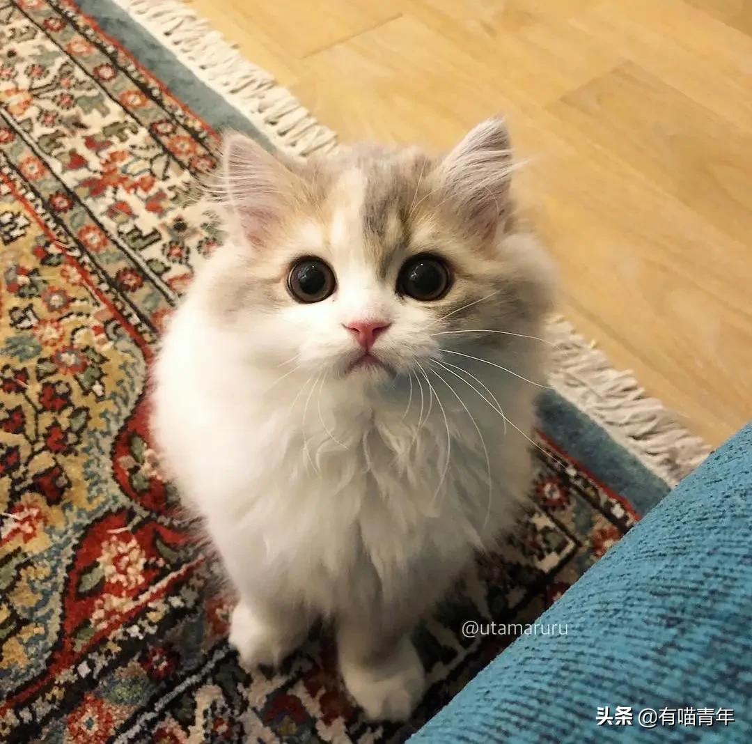 小奶猫的危害视频,小奶猫有什么危险