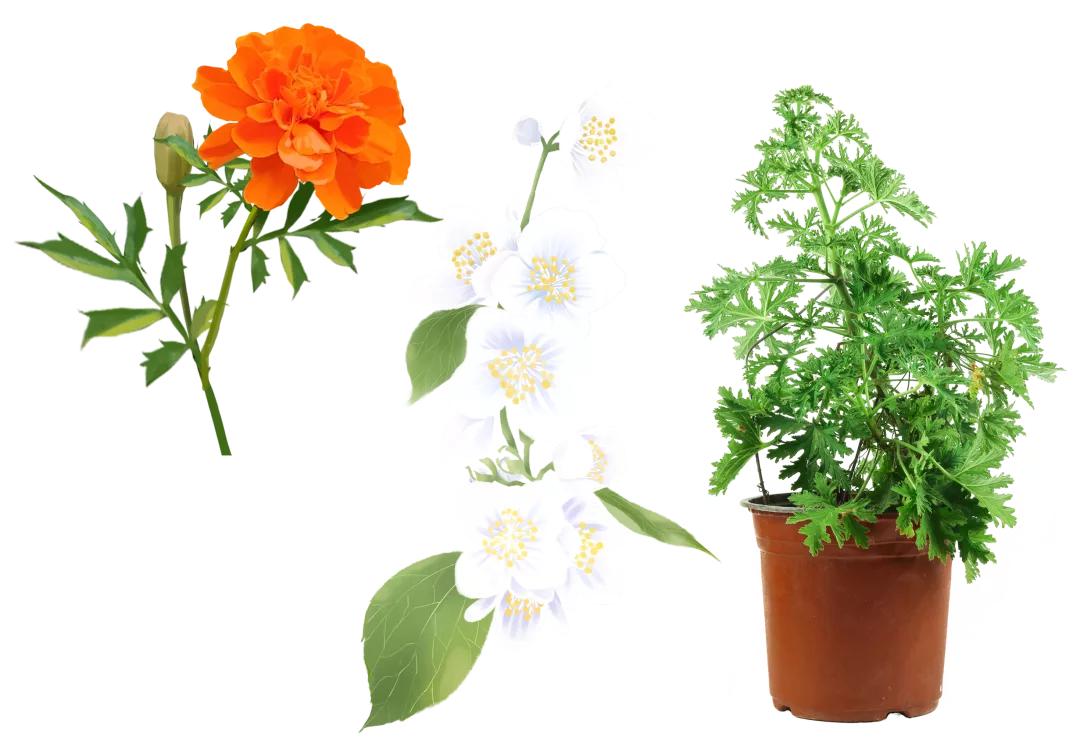 睡觉被咬了个包痒肿,手掌被咬了个包又痒又疼