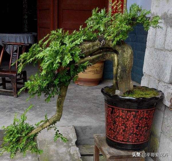 教师节给老师送什么花,教师节快要到了送给老师什么花了