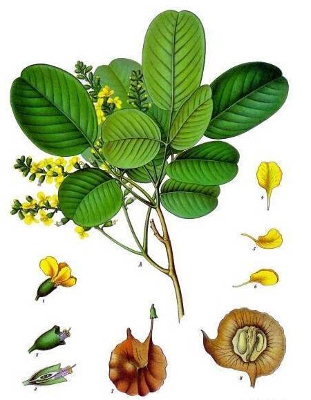 印度小叶紫檀玩坏了怎么办,小叶紫檀事件印度