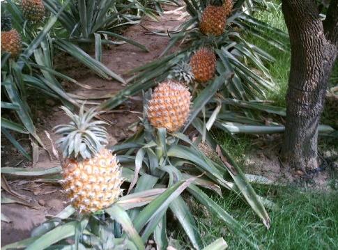 菠萝蜜水果生长记录,菠萝菠萝蜜是在哪里生长