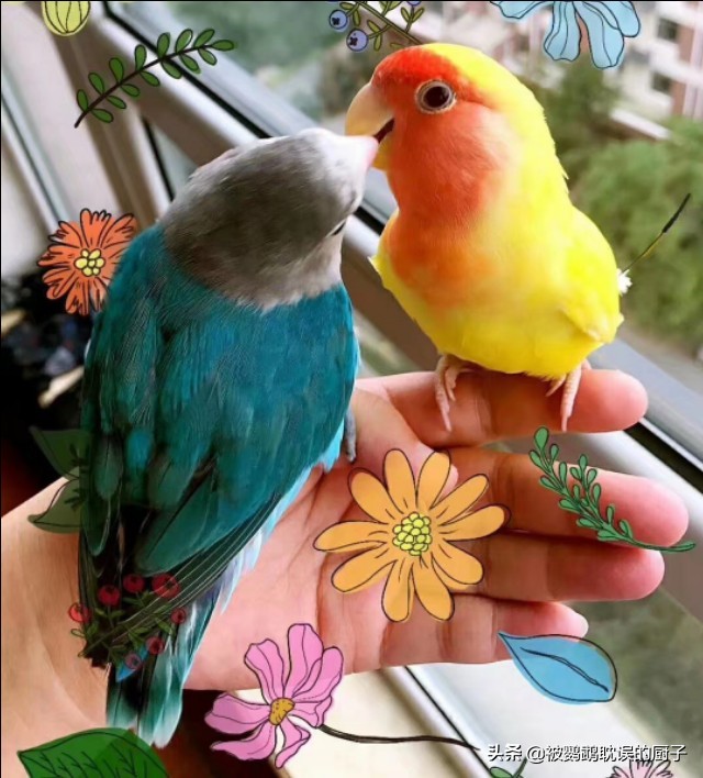 新手铲屎官第1次养猫,新手铲屎官适合什么猫