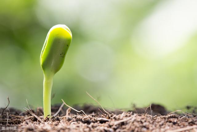 种植砂仁一亩投资多少钱,阳春砂仁种植技术最新发展动态