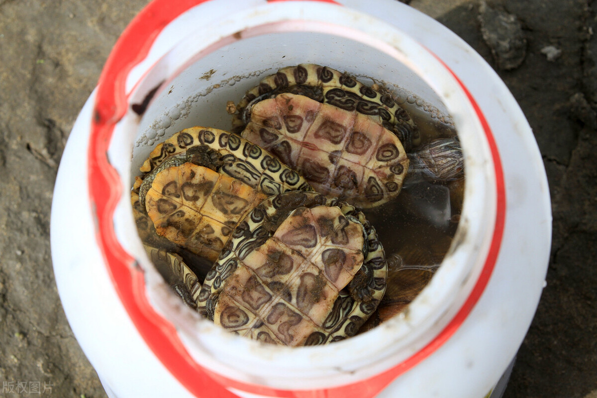 巴西乌龟冬眠结束后怎么处理,轻微腐皮的乌龟能不能冬眠