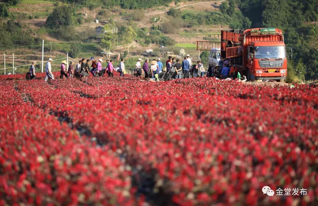 震撼500平巨幅国旗,巨型五星红旗升起