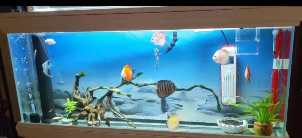 新手养鱼系列（之五）近万元开销大揭秘，没有预期的电费慌张