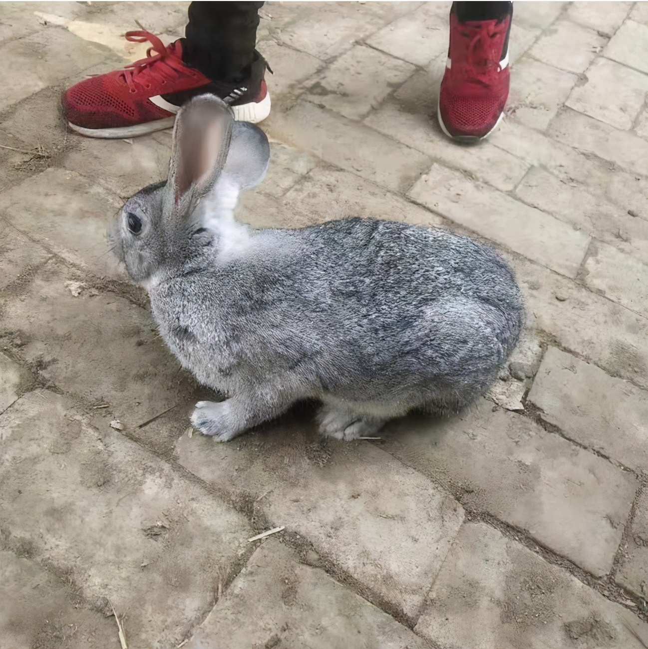 青紫蓝兔和新西兰兔会是什么颜色,青紫蓝兔什么特点