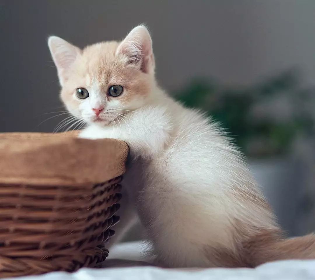 猫被主人摔脑袋眼睛瞎了,被猫咪抓了猫咪死了