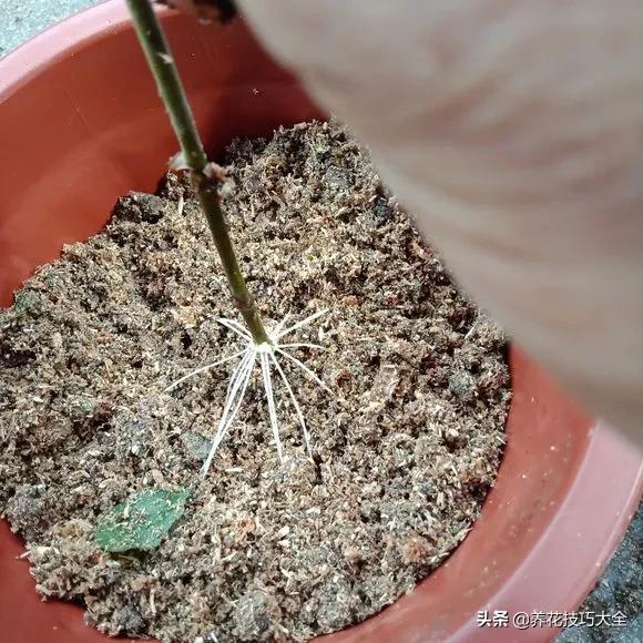 1个塑料瓶，繁殖出10盆栀子花，成活率高，新手也能玩