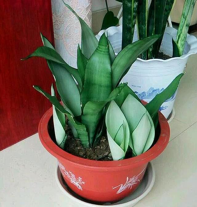 虎皮兰浇水浇透了怎么办,虎皮兰养殖方法和浇水