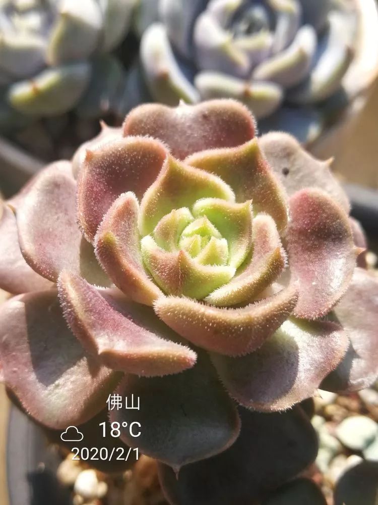 一杯清茶一道暖阳,一杯清茶温暖的时光