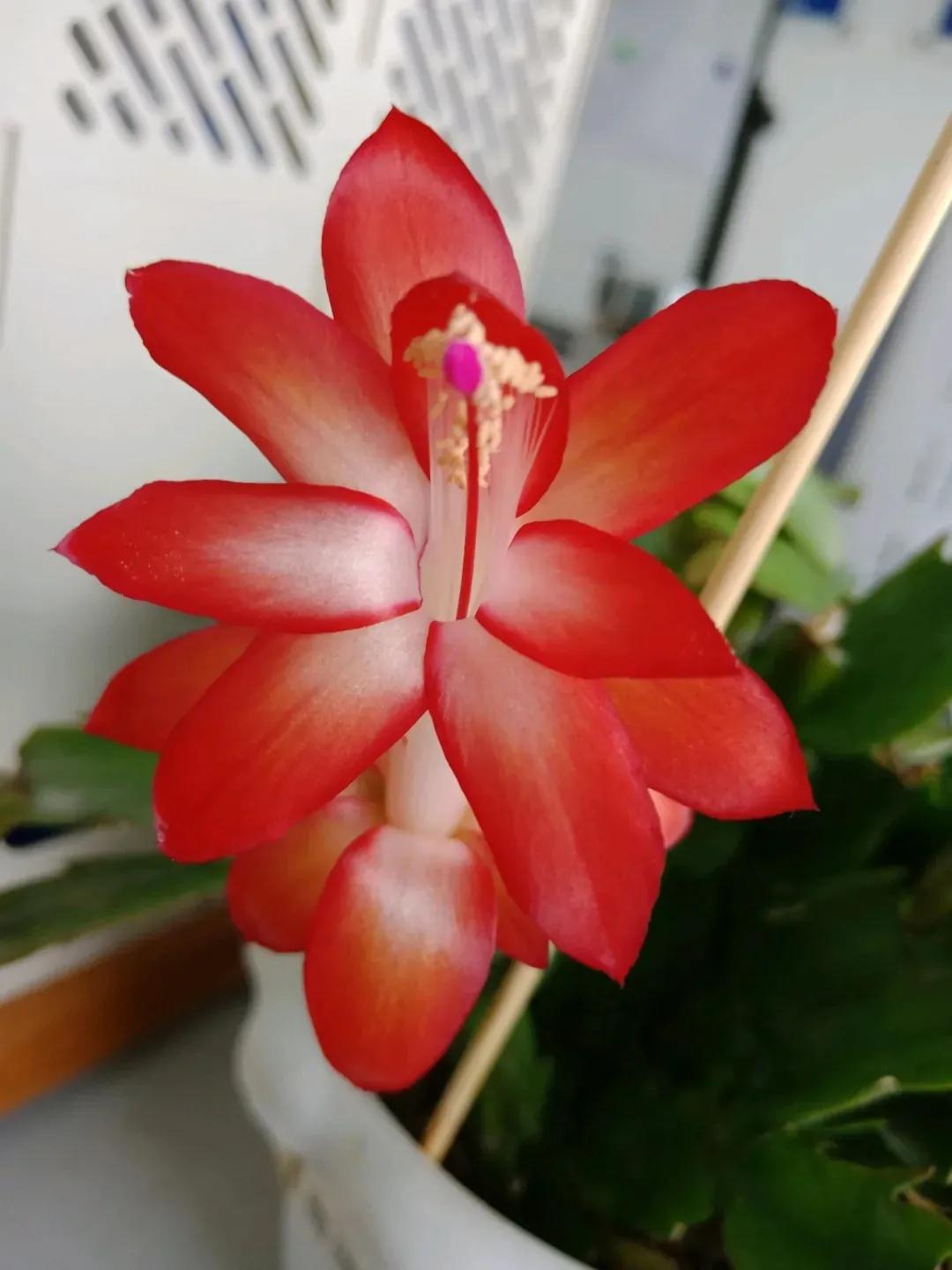 15种蟹爪兰品种介绍,蟹爪兰哪些品种好看