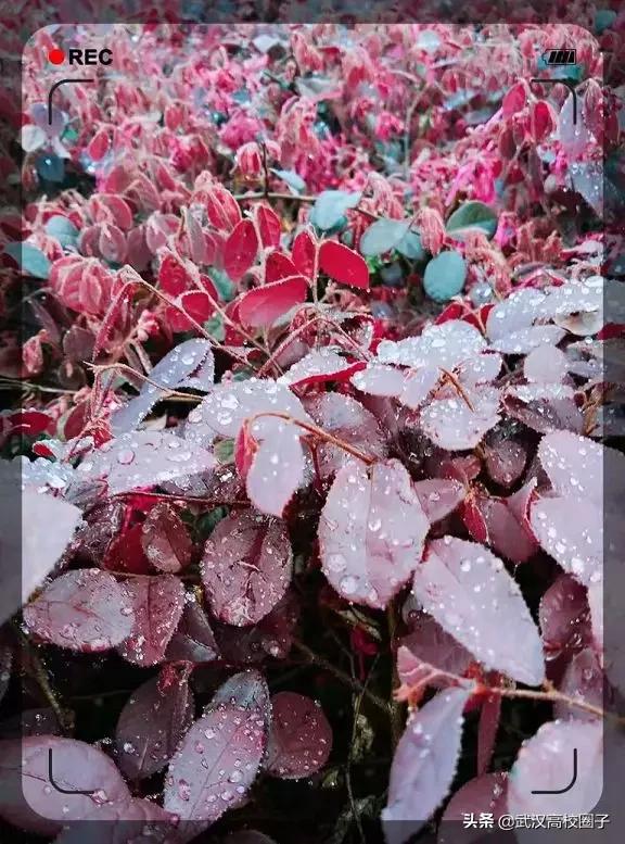 湖北中医药大学，是湖北省唯一一所高等中医药本科院校