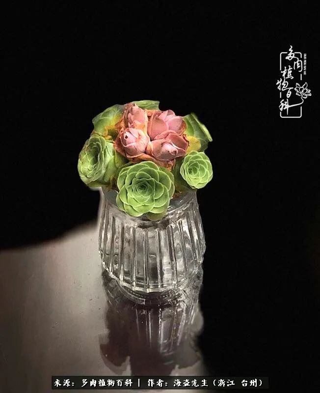 山地玫瑰养护顺口溜,山地玫瑰的养护种植注意事项视频