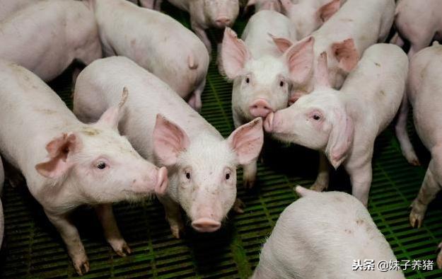 养猪氟苯尼考最佳配伍表,养猪用氟苯尼考注意事项