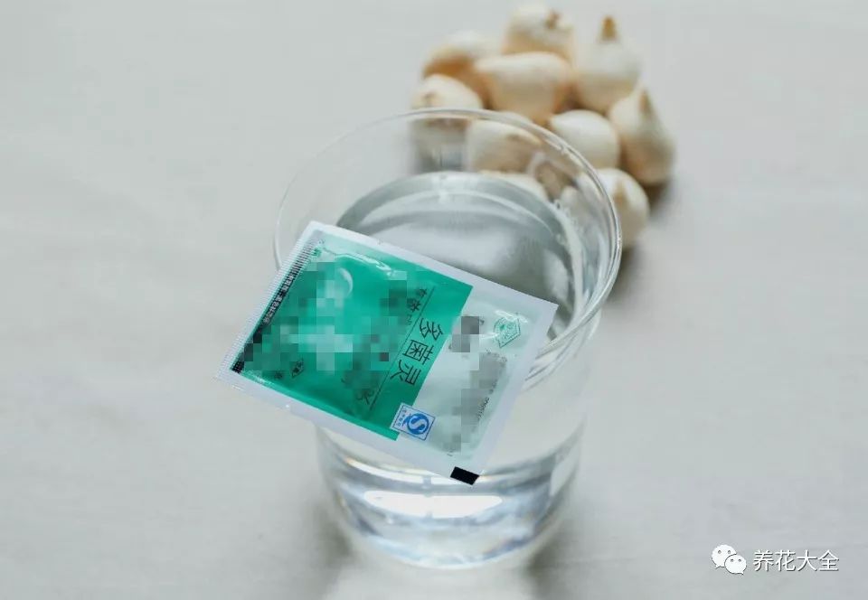 风信子开完花剪掉还会开吗,风信子开完花还可以活吗