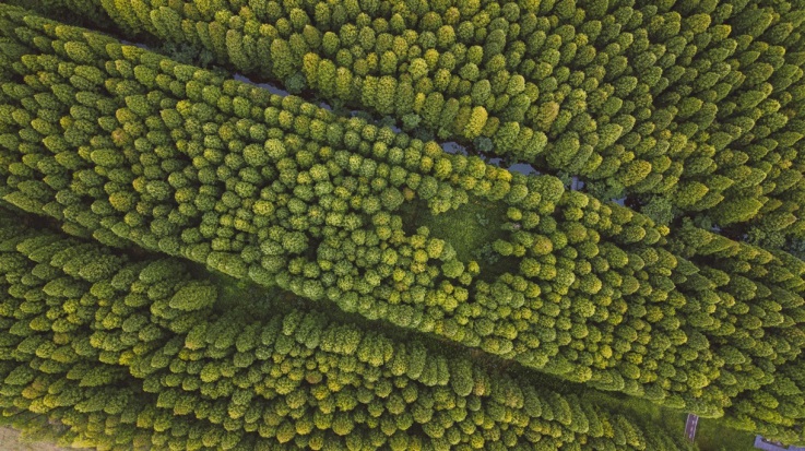 东台黄海森林公园,3000公顷森林公园畅游,绿色氧吧畅快呼吸