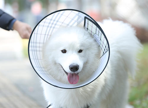 你家狗喜欢舔小鸡吗?可能是健康亮红灯了