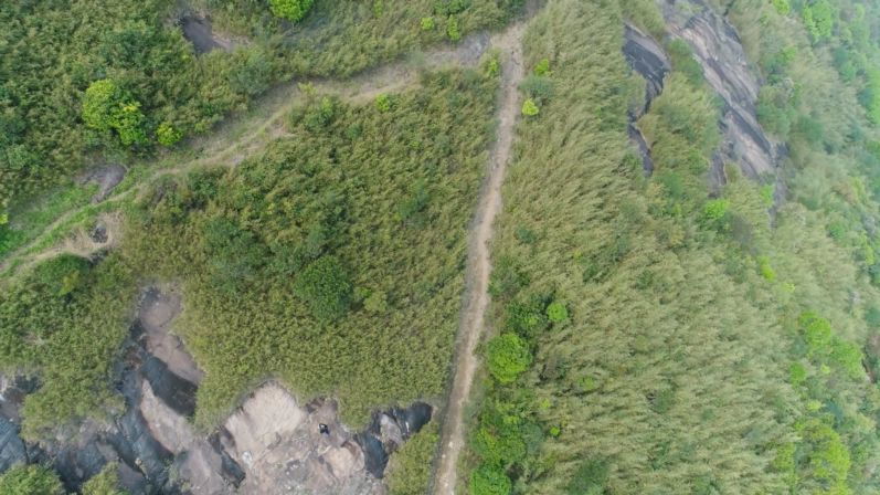 深圳南山竹海挖竹笋,深圳有游客挖竹笋