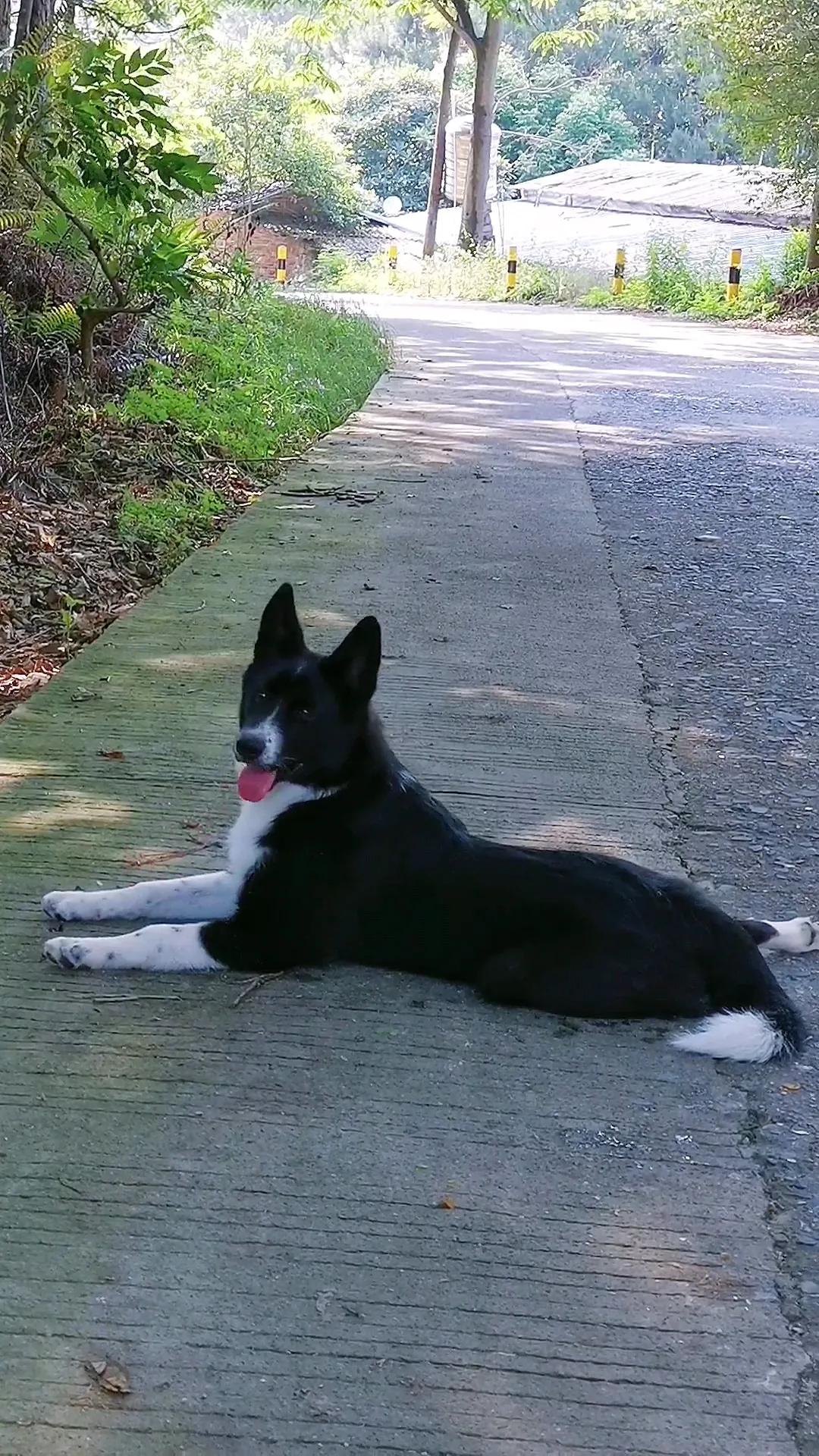 边牧只跟一只狗吵架,为了一只野狗打架