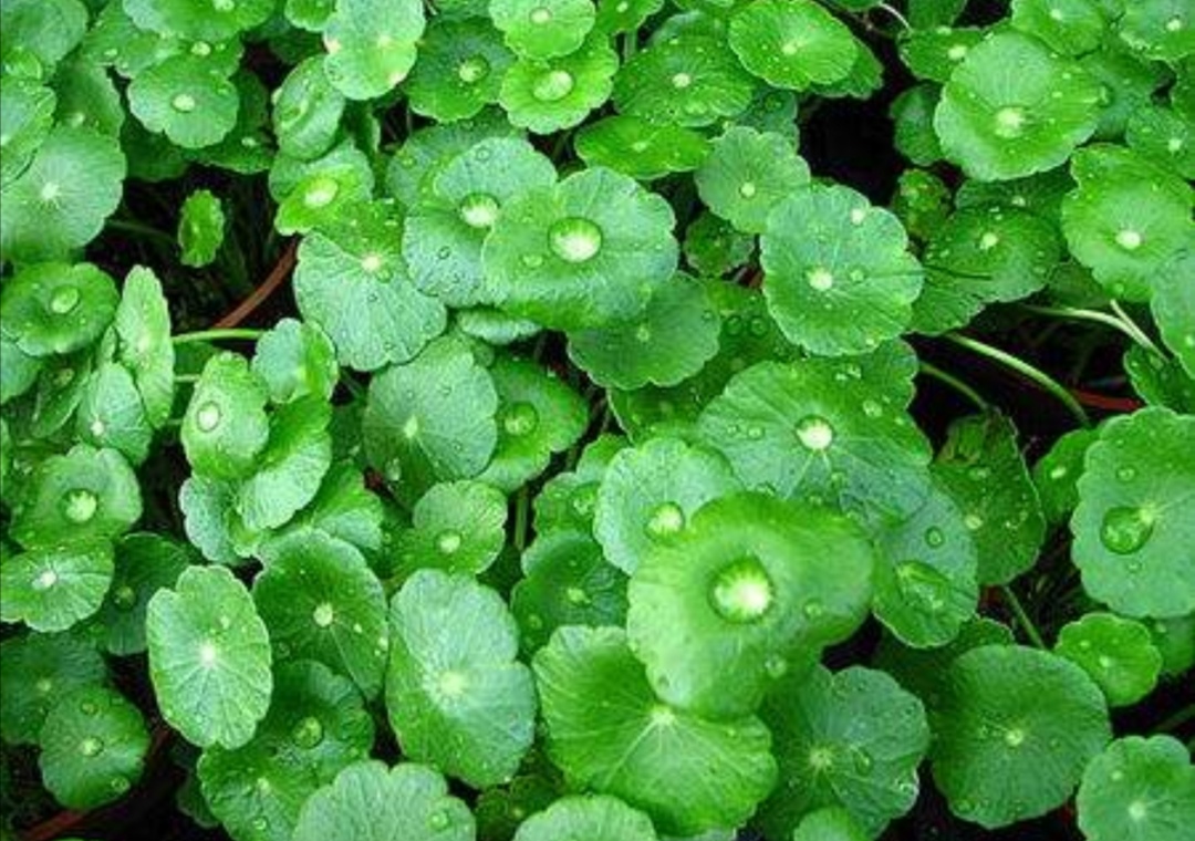 养铜钱草要怎么养才会很茂盛,养铜钱草诀窍很简单