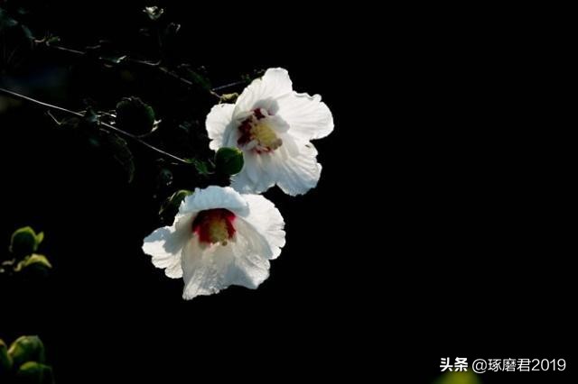 气量小的人有什么特点,气量小的人容易得什么病